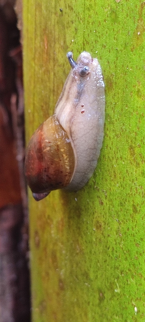 Amphibulima pardalina