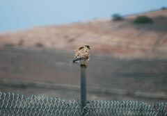 Falco tinnunculus dacotiae