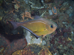 Pempheris vanicolensis