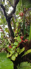 Quentin Groom, CC0, iNaturalist via GBIF Notopleura parasitica, photograph Quentin Groom, CC0, iNaturalist via GBIF