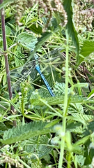Anax imperator