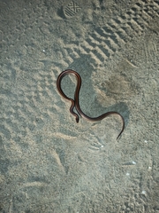 Oligodon octolineatus