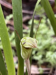 Pterostylis concinna