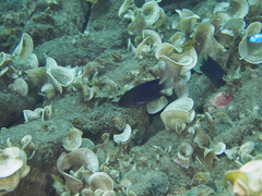 Pomacentrus melanochir