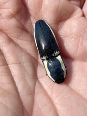 Chalcolepidius apacheanus