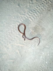 Oligodon octolineatus