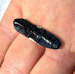 Chalcolepidius apacheanus