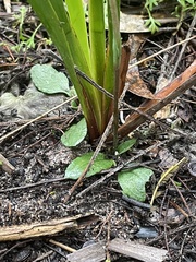 Pterostylis concinna
