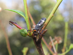 Eurymeloides pulchra