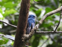 Cyornis unicolor