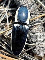 Chalcolepidius apacheanus