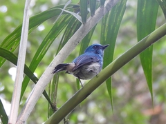 Cyornis unicolor