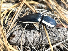 Chalcolepidius apacheanus