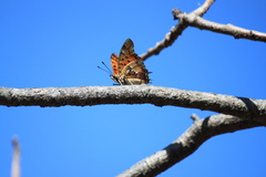 Charaxes jahlusa