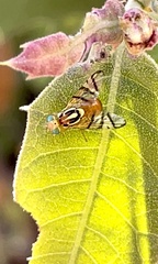 Zonosemata vittigera