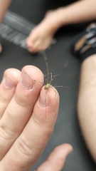 Opilio canestrinii