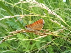 Thymelicus lineola