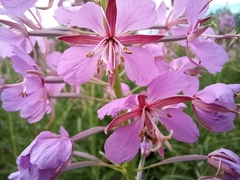 Chamaenerion angustifolium