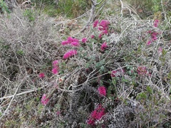 Hakea myrtoides