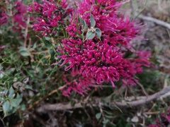 Hakea myrtoides