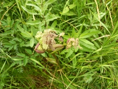 Angelica sylvestris