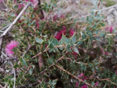 Hakea myrtoides