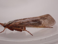 Limnephilus marmoratus