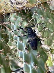 Coenopoeus palmeri