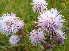 Cirsium arvense