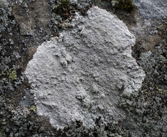 Pertusaria corallina