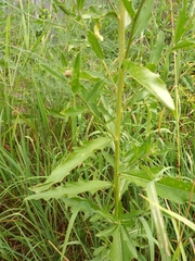 Cirsium arvense