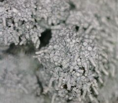 Pertusaria corallina