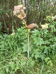 Angelica sylvestris