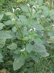 Heliotropium indicum