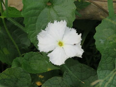 Trichosanthes scabra