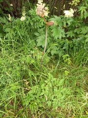 Angelica sylvestris