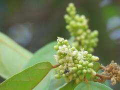 Ellipanthus tomentosus