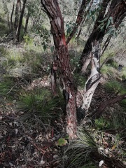 Eucalyptus marginata thalassica