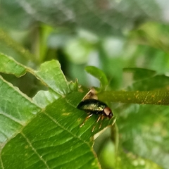 Plagiosterna chlorina