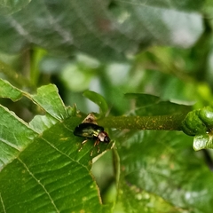 Plagiosterna chlorina