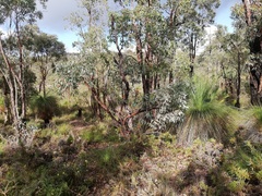 Eucalyptus marginata thalassica