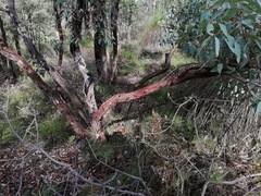 Eucalyptus marginata thalassica