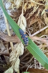 Coccinella septempunctata