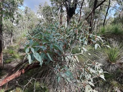 Eucalyptus marginata thalassica
