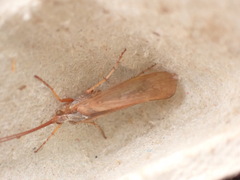 Limnephilus flavicornis