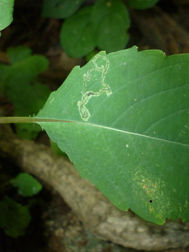 Jewelweed Leaf-miner Fly photo 4