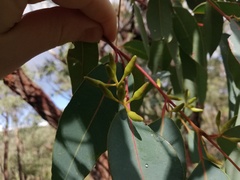 Eucalyptus marginata thalassica
