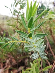 Pimelea suaveolens