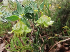 Pimelea suaveolens