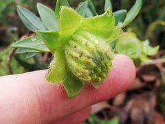 Pimelea suaveolens